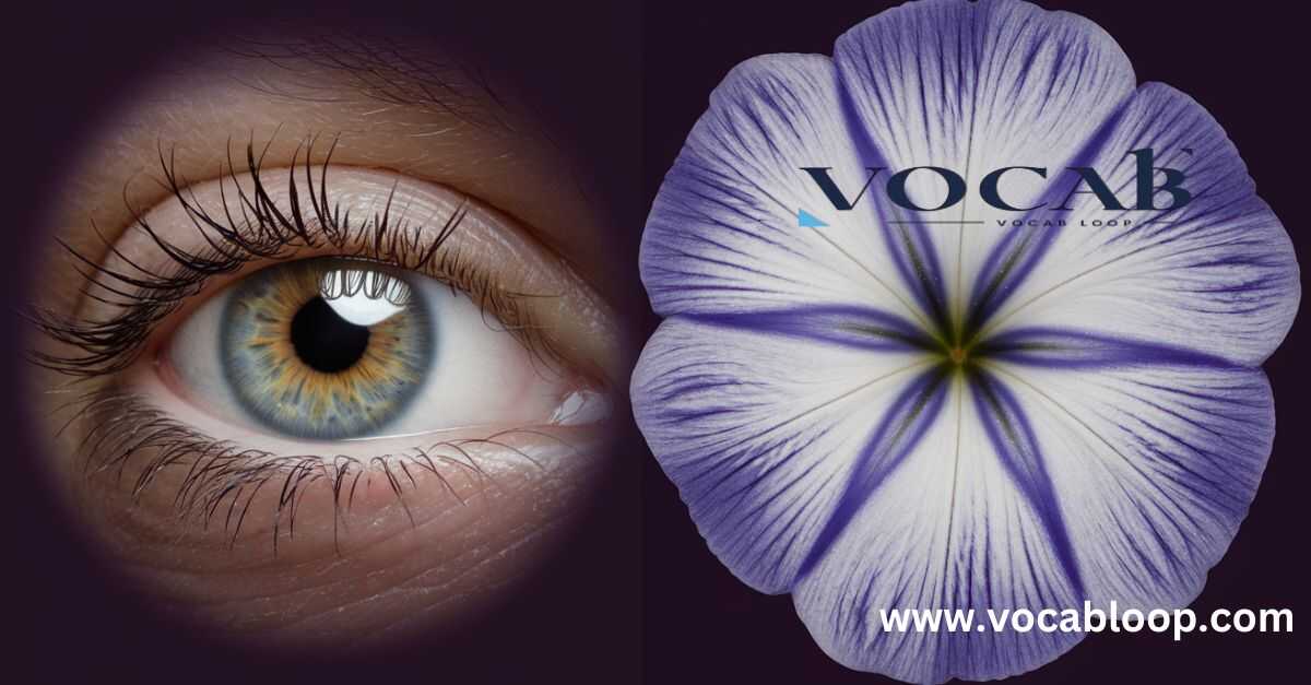 What is an Iris?