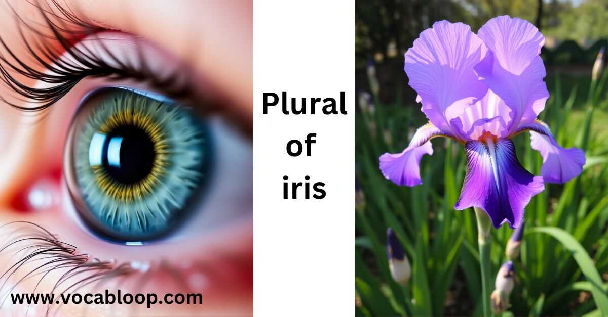 plural of iris