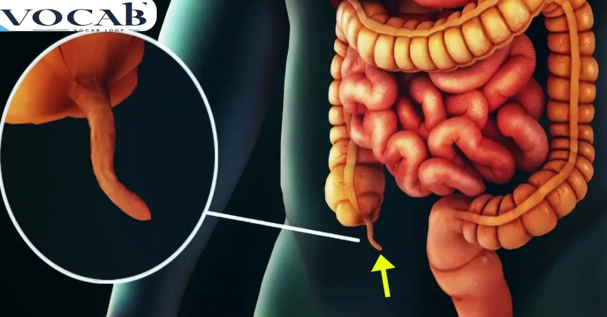 Appendices or Appendixes Which Spelling Is Correct