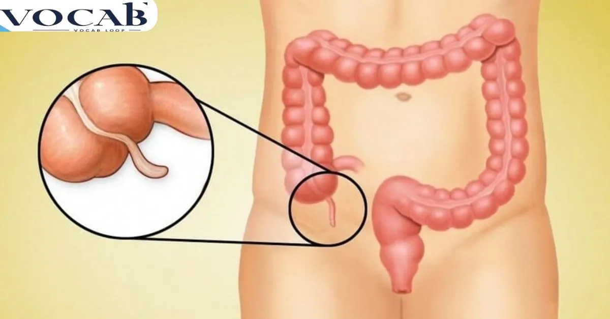 Appendices or Appendixes as a Part of Speech