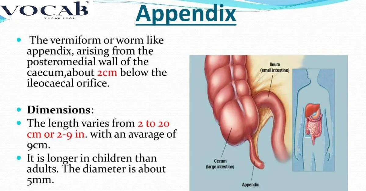 Is the Appendixes Word Correct?